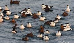 Shetland has a resident population of eider ducks, two thirds of whom now congregate around aquaculture sites and are in serious decline. Photo Hugh Harrop/Shetland Wildlife