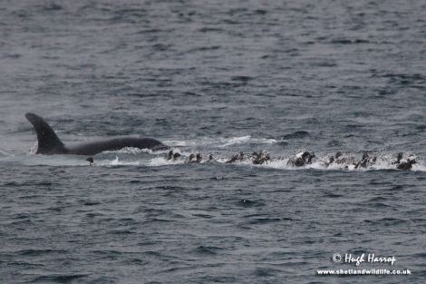 Hugh Harrop of Shetland Wildlife photographed killer whales chasing and catching scores of eider ducks off the Ness of Sound in 2007.