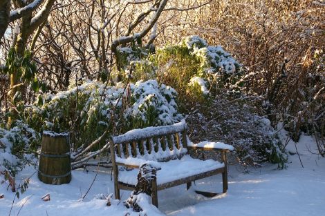 Longing for some snow to turn the the garden into a white fairytale - Photo: Rosa Steppanova/Lea Gardens