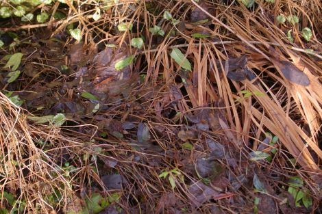 Winter wet is the enemy of the garden.