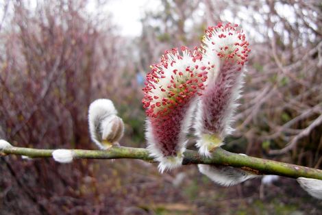 Willows don't need to 'fall over'. In a wet and windy climate a strong root system is a top priority.