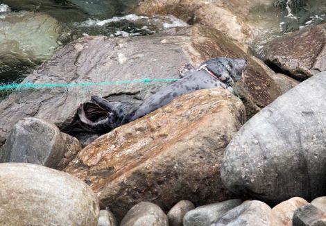 The seal caught in netting - Photos: John Moncrieff