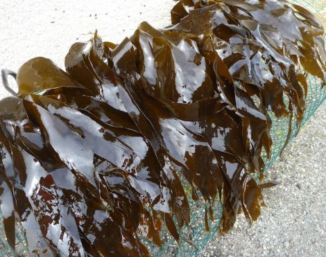 Farm grown kelp Photo NAFC