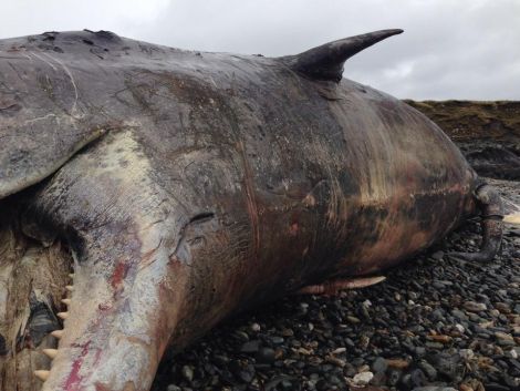 One of the Unst sperm whales - Photo: Siobhan Pirie