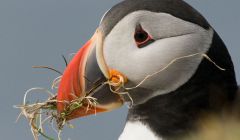 Puffin - Photo: Shetland Amenity Trust