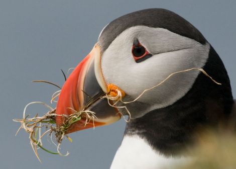 Puffin - Photo: Shetland Amenity Trust