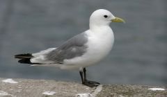 The kittiwake faces extinction in the northern isles if current climate trends continue. Photo Ian Jackson