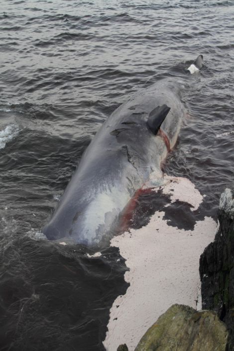 One of the sperm whales at Muness on Sunday. Photo: Robbie Brookes