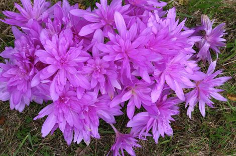 Colchicum Waterlily