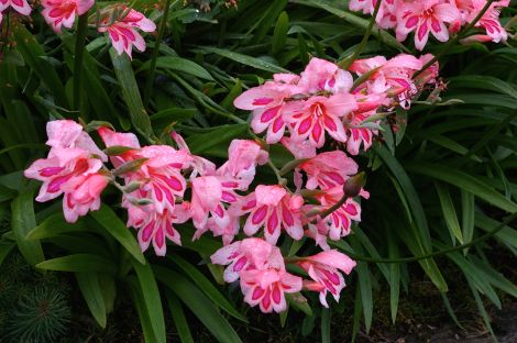 Gladiolus carneus