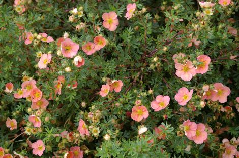 Potentilla Grace Darling