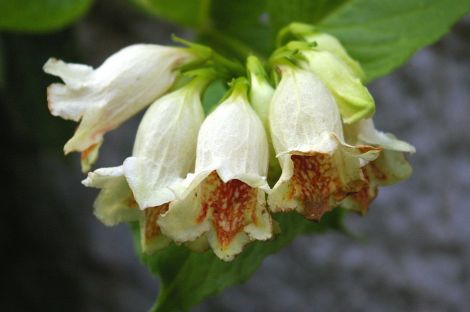 Weigela middendorfiana - all Photos: Rosa Steppanova/Lea Gardens