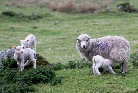 A ewe with its lambs in Vidlin on Tuesday. Photo: Shetnews