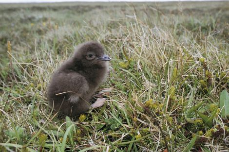 An Arctic skua chick, a sight which could disappear from Scotland within a decade. Photo Andy Hay/RSPB