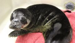 Marley the common seal pup at Hillswick Wildlife Sanctuary. Photo HWS