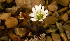 The most obvious choice? Edmonston' chickweed.