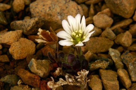 The most obvious choice? Edmonston' chickweed.