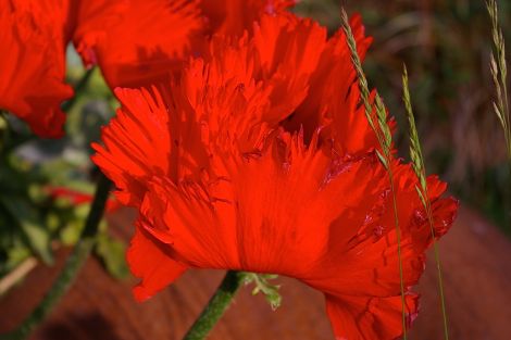 Oriental poppy