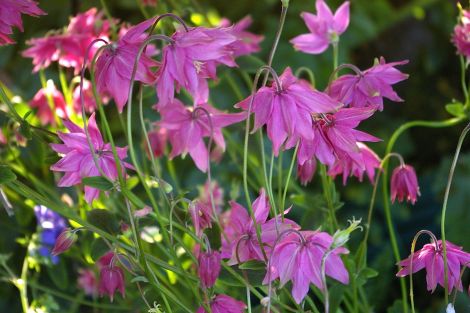 Columbines