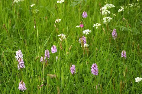 Heath-spotted orchid