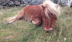 One of two ponies that were neglected by David Davies. This one survived while the other one died.