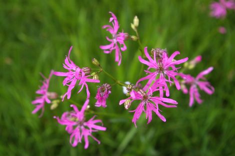 Ragged robin - all photos: Rosa Steppanova, Lea Garden