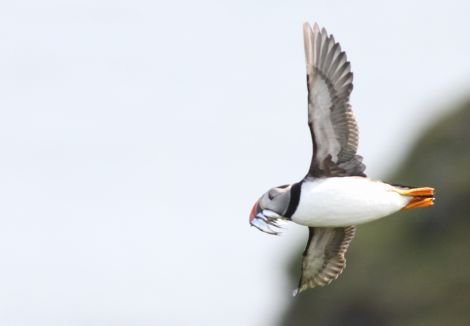 A puffin with a beakful of good-sized fish flies in to Fair Isle to feed its chicks. Photo David Parnaby