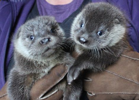 Joey and Thea back together again at Hillswick Wildlife Sanctuary.