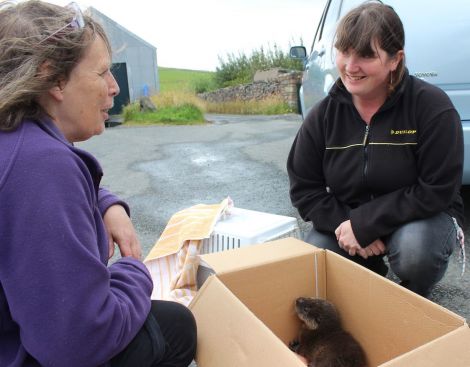 Nursery teacher Ann Margaret Laurenson (right) brings Joey's sister Thea to Jan Bevington at the sanctuary on Monday.