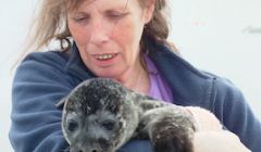 Jan Bevington caring for a selkie at Hillswick Wildlife Sanctuary.