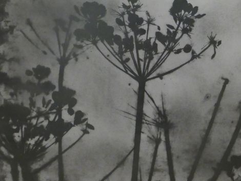 Wild Angelica