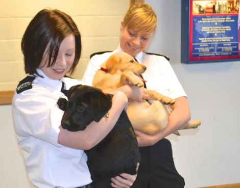 Louise and Terresa with the new Dogs Against Drugs puppies Thor and Zeus at Sumburgh airport this week. Photo BBC Radio Shetland