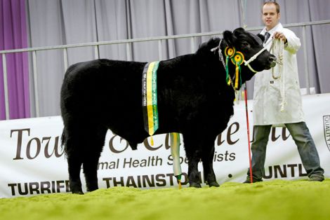 Jamie Leslie with his 10 month old champion bull calf Scholland Dagger P637 at the Black Beauty Bonanza in Thainstone.