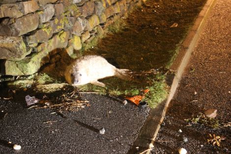 This great seal pup washed up in Lerwick last year. Photo Shetnews