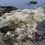 The dead sheep on the shore at Mavis Grind. Photo Shetland News