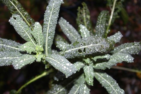 Tuscan kale.