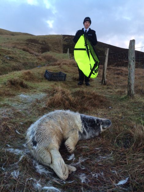 SSPCA auxiliary officer Terresa Leask with the seal she collected from Wester Quarff on Christmas Day. Photo: Luke Holt