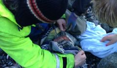 The seal's wound is being inspected - Photo: Terresa Leask