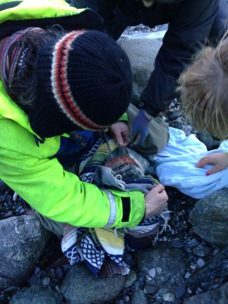 The seal's wound is being inspected - Photo: Terresa Leask