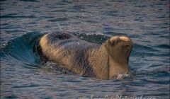 The long-finned pilot whale in Whiteness Voe. Photo Brian Gray