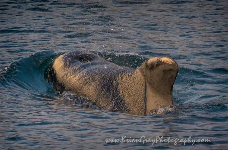 The long-finned pilot whale in Whiteness Voe. Photo Brian Gray