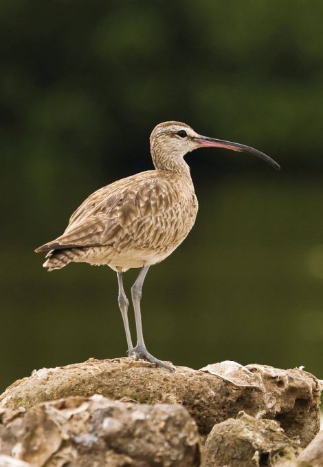 The rare whimbrel, whose UK population largely resides in Shetland, is all that stands in the way of the Viking Energy wind farm being built.