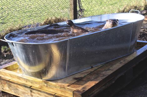 Joey the otter enjoys a swim in his new bath.