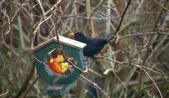 A blackbird dining off one of Lea Gardens' bird dining areas - all Photos: Lea Gardens