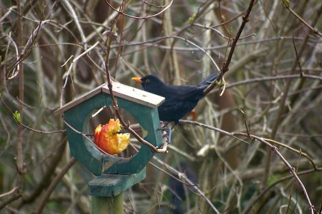 A blackbird dining off one of Lea Gardens' bird dining areas - all Photos: Lea Gardens