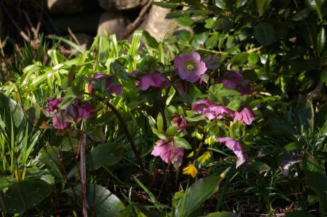 The Oriental Hellebore starts flowing in early March.