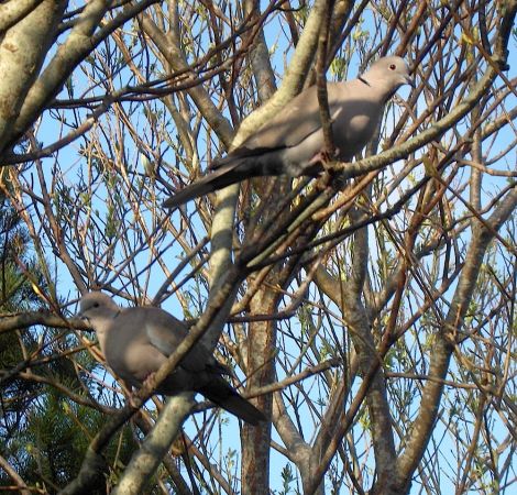 The collared doves have returned.