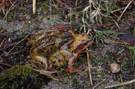 The brown or common frog Rana temporaria is one of the first heralds of spring. 