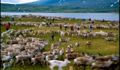 1. Saami reindeer gathering in Sweden at a calf ear-marking round up - Photo: Tim Senften