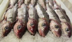 Haddock landed at Lerwick fish market.